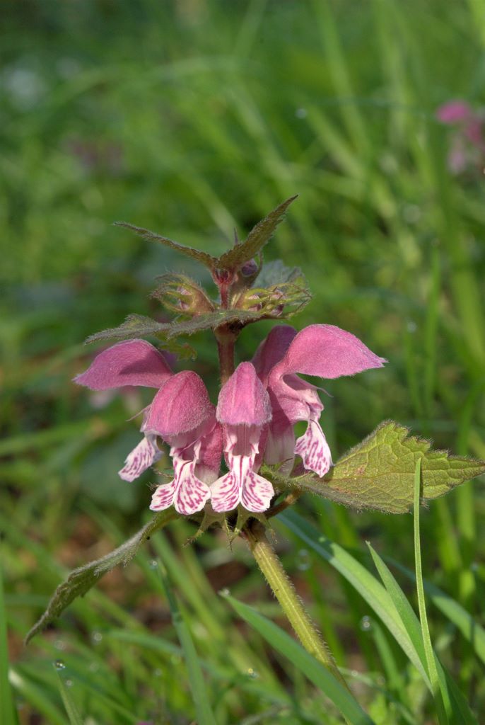 Lamium maculatum / falsa ortica macchiata